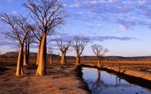 обои Windows 7 Boab Trees on Kimberley Plateau
