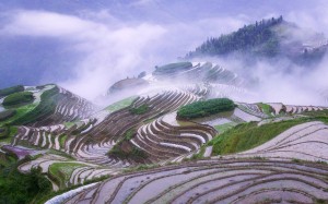 обои Windows 7 (Rice terraces in early morning mist, Guangxi Province