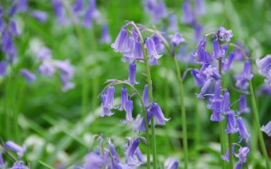 обои Windows 7 English Bluebells (Wood Hyacinth), Wendover Woods, Buckinghamshire; UK